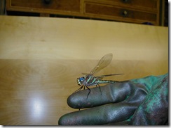 swamp darner