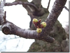 first bud
